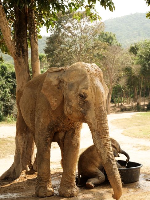 A large adult elephant with wrinkled, dusty grey skin, large ears, and a long trunk stands outdoors under a leafy tree in a natural setting. Behind the adult, a smaller elephant calf is seated on the ground, drinking water from a black plastic container positioned on the dirt. The background features a landscape of scattered trees, bushes, and distant hills under a clear sky, indicating a wildlife reserve or sanctuary environment. The scene captures the calm moment during the elephants' daily routine, with natural sunlight illuminating the scene. This image exemplifies the environment where elephants are cared for, aligning with themes of wildlife conservation or the ecosystem involved in house or animal relocation processes, as seen in professional removals or animal rescue services.