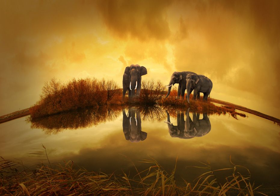A digitally manipulated scene showing three elephants on a small, grassy island surrounded by water under a dramatic orange sky. The elephants are positioned with one directly facing the camera and two slightly turned, all appearing majestic and large. Their reflections are visible in the calm water, creating a mirror-like effect. The island features sparse bushes and grass, and the water’s surface is smooth, accentuating the reflection. The sky is filled with clouds illuminated with warm, golden hues, giving a surreal and atmospheric ambiance. Although this image is not related to house removals or relocation services, the scene’s scale and presence of elephants highlight themes of transportation and movement, similar to large-scale furniture transport or home relocation processes.